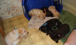 8 AKC Register able Labs, 4 Yellow (1male/3female), 4 Chocolate (3male/1female). 7 weeks old as of 7/22/11. Have 1st shots, vet check, dewormed, and dew claws removed. We are not breeders and need to let these fine puppies go. They also come with AKC