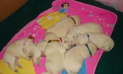Outstanding litter of purebred Labrador Retriever pups! Dam is "Tender Hearts Golden Phoenix" our exceptionally sweet, beautiful and loving family pet. Sire is the much sought after Bronco; treasured family pet and accomplished hunter. Phoenix is CERF