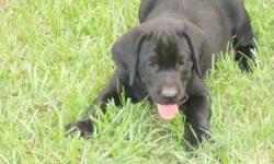 AKC Registered Labrador Retriever puppies born March 26. We have 3 yellow, 2 chocolate and 2 black males left...all females have been spoken for. Both parents have championship blood lines. Grand-dad on mothers' side is direct descendent of (RIPPIN BLUE