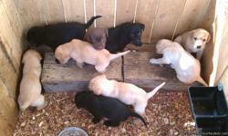 I have six addorable AKC lab pups for sale..The pups were born on June 2nd and wll be ready to go on July 14th. they are dew clawed, and have their papers and shots. i'm asking $350, male or female..Taking deposits of half the money down.. you can contact