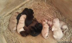 I have six Akc lab puppies "choc,yellow,black" they are clawed, have papers, and shots.. the litter was born on June 2nd and will be ready to go on July 14th.. i'm taking deposits of half the money down.. mother and father are both on site with the pups..