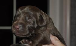 For Sale: Christmas AKC Labrador puppies, Chocolate, Yellow, Black. Male and Females available. Call Cell# -- or email: &nbsp;collier1@tnet.biz, They will be ready for new homes Dec. 22. Dew claws removed and will have 1st series shots and dewormed.