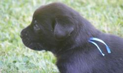 We have 1 beautiful black female lab puppy left. She was born on 6-7-2011. She has a complete health clearance, 1st shot and have been de- wormed. Mother and father on site. Mother came from labrador acres in Lucedale,Ms. We are a small breeder and our