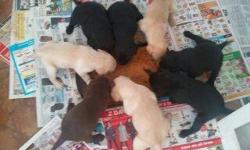 AKC registered labrador puppies 4 black, 3 yellow, and 1 choc ready for a good home January 13. All shots and worming up to date. Located in Leesville, SC Call (812)473-0202 or (812)473-0202