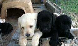 YELLOW AND BLACK
WORMED 3,4,6, 9 WEEKS
FIRST & SECOND SHOTS
MOM AND DAD ON SITE
PHONE# () -# () -
&nbsp;