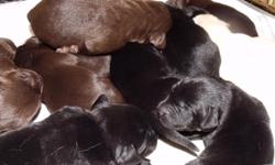 For Sale: Chocolate, and Black Labrador retriever puppies, raised in our home, great with children, and other pets. Akc registerable, up to date on shots. Reduced to $200.00
