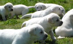 AKC Labrador retriever puppies, Champion bloodlines, blockheads, rare whites and light yellows, males and females, good natured parents, 1st shots, wormed, vet checked, mother only bred once a year. **WILL BE READY FOR CHRISTMAS** CALL 561-688-3530 OR
