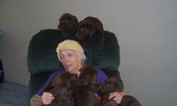 Very healthy playfull pups, solid chocolates go back on both sides. 4 generations of pedigrees on hand. Birthed on 1/14/11. Both parents weigh about 65# and one of their pups from the last litter 18 months ago weighs about 85#. They are up to date on