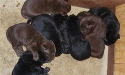 Chocolate and black females. Dewclaws removed, dewormed, first shots. Ready July 15th.