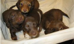 AKC Registrable long-haired miniature dachshunds. 2 Males, 1 Female LEFT! $500(obo) each, $100 off each pup if buying more than one. Parents on premises. Please call/text/email with any questions (315) 323-1138/ cassiekench@yahoo.com