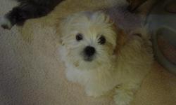 Purebred Lhasa Apso puppies born on 11/13/2010
3rd shot on Feb 13, 2011 when they make 3 months
2 males named Champ and Captain
Pad trained
Can see mom on site when checking the puppy..can also see father with notice....
AKC papers available