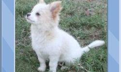 This male is a longcoat and is white with light blond spots. He is potty trained to the grass and will be very easy to house train. He has had all his shots and is very healthy. He is a non-shaker and non-yipper yapper. He comes from a chihuahua kennel