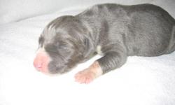 AKC Male Great Dane Puppy, Gray/ Blue with White patches, Born November 4th and will be ready for new home January 4th. Taking deposits at this time. Has had his dew claws removed and will be wormed and 1st shots. Both parents are AKC also and are onsite.