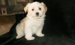 We have a Nice little male Havanese puppy that is available as of 5/23/11. He has a Non-shedding and hypo-allergenic white hair coat with Tan points. He Loves to snuggle close and loves his toys.. Great temperament and nice champion bloodlines. ..His