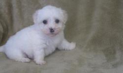 Handsome male Havanese puppy available. Nice white with cream markings. His coat is non shedding and hypo-allergenic. Perfect pet for any family. His adult weight will be 12 to 14 lbs. He comes from nice champion bloodlines and will be easy to train. He