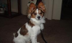 20 month old AKC male Papillon , house broke , micro chip , Basic Obedience trained , Beautiful and smart dog for the money , $300