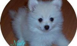 We have 2 Male AKC Pomeranian puppies available. They both have very thick double coats and come from Champion Bloodlines. At this time they are 10 weeks old. They were born on June 24th.
The first male is pure white and will weigh around 4-5 pounds when