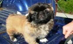 This ad is for an AKC Pekingese sable male born June 16, 2011. He has a black face, white paws and probably will be a red or tan sable. He is very active now and wants to be near us. He is being socialized with the family and other family dogs.
The father