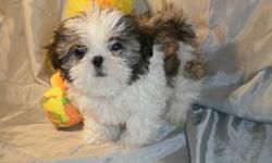 "Teddy" AKC, Born 1-11-11, Tiny Type, around six pounds at maturity. Adorable little honey and white fur ball. Comes with first shots, wormed and one year replacement guarantee. For more info call Terry at 989-473-2050 or email her at: sweettzus@yahoo.com