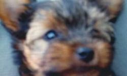 i have a male yorkie puppy. he is precious. he is 12 weeks and weighs 2 lbs