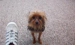 Beautiful 3 1/2 pd. male yorkie,so small he will fix in your pocket,he is 2 yrs. old, looking for a protected good home for him to be your protecter,beautiful face and coat,black/tan shots and wormed up to date,will not regret your purchase.