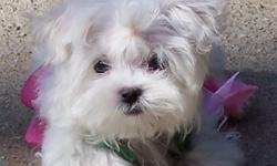 I have Two Lovely Maltese Puppies For Adoption they are 13 weeks old,Maltese puppies to give it out for adoption .my cute Maltese puppies are ready to go out to a good and caring home .Both of these puppies are top shelf Maltese they don?t get much better