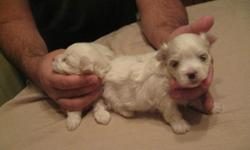 AKC FEMALE MALTESE PUPPY, 9 WEEKS OLD, SHOW QUALITY DOG, DAD IS A GRAND CHAMPION AKC, MOM AND DAD IS UNDER 6 POUNDS, VERY HEALTHY AND HAPPY PUPPY, READY FOR A NEW HOME, 678-9139100 ASK FOR ROD FOR MORE INFO