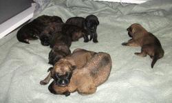 AKC Mastiffs, 7 puppies born 6/6/2011. 2 brindle boys, 2 brindle girls, 2 fawn girls, 1 fawn boy. Champion sired. Health tested parents, health guaranteed puppies sold to approved homes only. Show and pets available. available Aug, 2, 2011.. 2000.00...