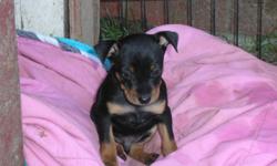 I have AKC full registration puppies. Black and Tan. They were born on 7/25/2011. I have 4 boys and 1 female. The Boys are 650.00 and the girl is 750.00. These puppies will be ready to go around the 3rd week of September. Hurry and pick out your Puppy