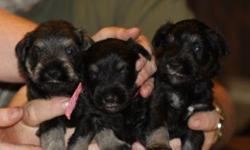 we have some real cutie pies min schnauzer puppies here some blk and silver some salt and pepper.They have had shots ,tails done vet checked and wormed,they come with a health gurantee very loving . ONLY 4 PUPPYS LEFT.
Call 217-763-6496 ask for AB