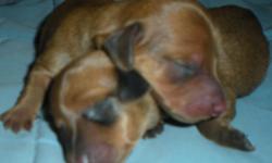 Taking Deposits! AKC Smooth Coat, Miniature Dachshund Puppies!
Daisy's litter ready to go August 30th, Cleo's litter ready to go September 14th!
Health guarantee, health certification by a liscensed veterinarian,shots, wormed,
raised in home environment