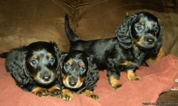 AKC mini dachshunds, we have 2 blk/tan males $350 ea. and 1 blk/tan female $450. All are longhair and 8 weeks old. Current health cert with shots and worming. Come pick out your new family member today. Please email or call for more info.