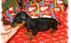 We have 2 litters of Christmas babies, ready to go, will hold until the 23rd.
We have pups ready after that also, they are all on our site.
See our site at http://mrpuppies1.tripod.com
Feel free to call or email with any questions, we have been raising