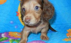 Mini Dachshund Red Female Longhair Price 325 00 For Sale In Lakeland Florida Best Pets Online