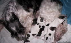 registered parti schnauzers
DOB 10-24-10
3 males & 2 females
(in color their seems to be:)
1 black and white (female)
1-tiny super dark brown & white (female)
1 brown and white (male)
2 very dark brown and white (males)
BOTH PARENTS R PARTI SCHNAUZERS