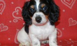 AKC Miniature Dachshund Black & Tan Piebald male puppy for $400 born December 2010. Mother is a Cream Piebald and father is a Chocolate & Tan Piebald, which can be seen on website along with their pedigrees. Shipping is available for an extra $300 and if