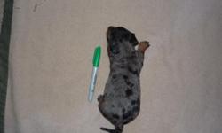 Adorable, AKC Registered miniature dachshund puppies. 4 males, 1 female (the female is silver dapple). The puppies have dew claws removed, and will have first shots and de-wormed at 6 weeks. Puppies will be around children and another, larger dog (Boxer).