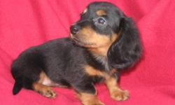 Legend's Dachshunds has been breeding quality Miniature Dachshunds for over 30 years. We have all 3 coats and a variety of colors. Our pups come with a written health guarantee, up to date shots & wormoing and have been started on papertraining. For more