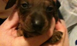 Ready now for their forever homes. We have two male and one female miniature dachshund puppies that will be ready for new homes on Sept 30. Both boys have gone to their new home. The female is still available, she is a chocolate and cream piebald. They