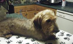 long, smooth and wirehair dachshund retirees that are sweet and loving and great with people. they range in age from 2 years to 6 years and both male and females. some are ready for the homes and some will be ready soon so call and get on the waiting list