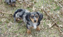 ~~ PRICE REDUCED!! NOW $100 ~~ AKC Registered Miniature Long Hair Dachshunds born on Dec 29, 2010. I only have 1 male puppy left. Dewclaws have been removed, all worming and shots are up to date. The puppy has been raised in my home and played with