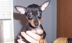 I have 3 AKC male Min Pin pups 10 weeks. 1 chocolate and rust, 2 black and rust. Dew claws removed, tails docked, 1st set of shots, wormed and kennel trained. $300.00 Or best offer . All parents on premises. I am not a breeder, these are my pets. Call M.