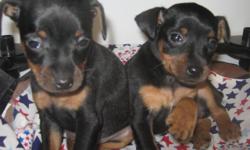 Beautiful lil minpins Blk rst and choc rst. AKC papers , first shots and wormed 3 - 4 times.
www.palmtreek9.com
Call today and come see them.
843-789-3555
