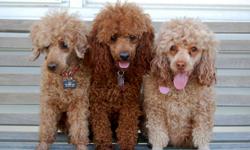 Our 2011 litter has arrived! 2 beautiful red girls!! Mom and Dad are both AKC registered red miniature poodles. Mom has championship bloodlines. Puppies will have tails docked, dewclaws removed, and be up to date on all shots at the time of adoption.