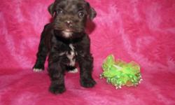 Little Valley?s Miniature Schnauzers, We have liver, salt & pepper, and liver & tan. All of the puppies should be super coated like their parents. They are AKC registered. Prices start at $600 & can go up depending on Full AKC or Limited AKC. All puppies