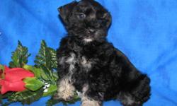 Little Valley?s Miniature Schnauzers, We have liver, salt & pepper,Parti black & silver and liver & tan. All of the puppies should be super coated like their parents. They are AKC registered. Prices start at $600 & can go up depending on Full AKC or