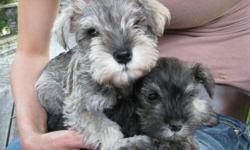 AKC registered Miniature Schnauzer Puppies. Ready for their new homes. Males and females available. Tails docked, dew claws removed, first shots, and wormed. vet checked and gaurenteed.
Mother and father here for you to see, as well as some siblings from