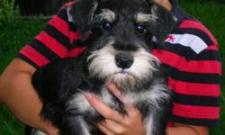 I am a hobby breeder of AKC Miniature Schnauzers. I have several litters a year and combine with other high quality breeders to perfect the breed standard and to offer a variety of puppies throughout the year. Currently,
April 6th, we just whelped a
