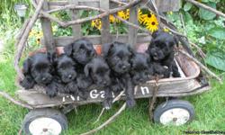 AKC Black Miniature Schnauzer Puppies. Just beautiful, healthy puppies from owners with over 30 years experience breeding quality Miniature Schnauzers. We breed only one litter a year and this is an exceptional litter with four males and three females.