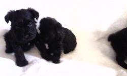 Our AKC Registered puppies are born and raised in our family home with both mother and father on site. &nbsp;Mini Schnauzers are the best...they are great pets for those who have allergies because they do not shed! &nbsp;Most are black in color but a few